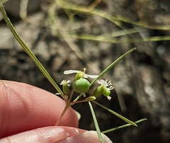 Euphorbia florida