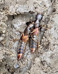 Platydracus cinnamopterus