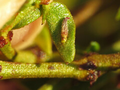 Asphondylia silicula