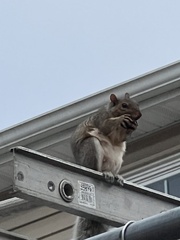 Sciurus carolinensis