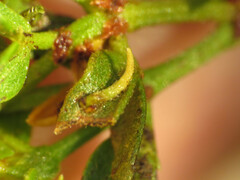 Asphondylia silicula