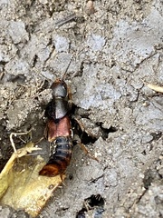 Platydracus cinnamopterus