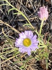Erigeron divergens