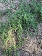 Symphyotrichum falcatum