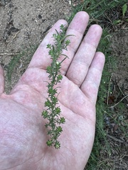 Symphyotrichum falcatum