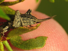 Cycloptilum comprehendens