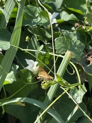Hylephila phyleus