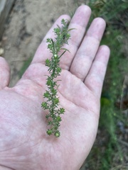 Symphyotrichum falcatum