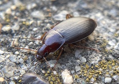 Calathus ruficollis