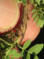 Tanaostigmodes howardii