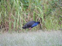 Porphyrio melanotus melanotus
