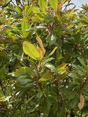 Clethra arborea