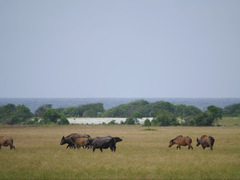 Syncerus caffer nanus