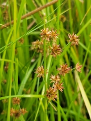 Juncus nodosus