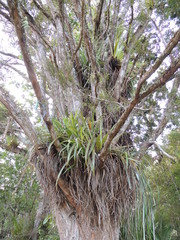Astelia hastata