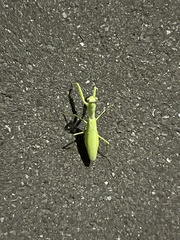 Hierodula patellifera patellifera