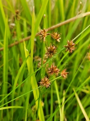 Juncus nodosus