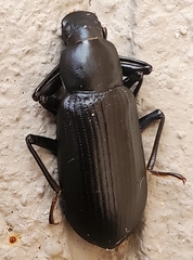 Alobates pensylvanicus