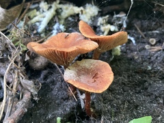 Lactarius camphoratus