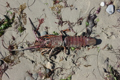 Panulirus interruptus