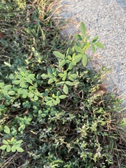 Melilotus officinalis