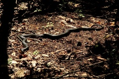 Coluber constrictor constrictor