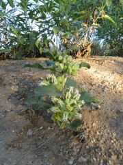 Asclepias nyctaginifolia
