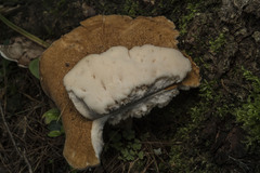 Polyporus radicatus