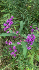 Vernonia gigantea