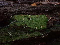 Multiclavula mucida