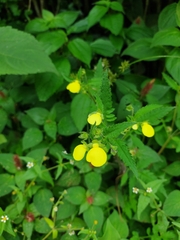 Calceolaria