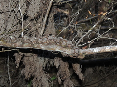 Cupressaceae