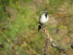Amphispiza bilineata