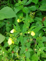 Calceolaria