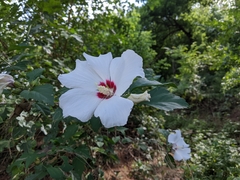 Hibiscus syriacus