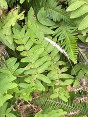 Osmunda regalis