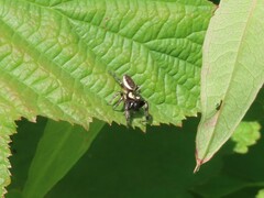 Eris militaris