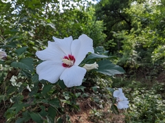Hibiscus syriacus