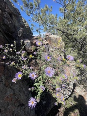 Symphyotrichum oblongifolium