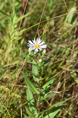 Symphyotrichum firmum