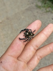 Hyllus diardi