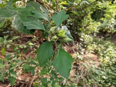 Hibiscus syriacus