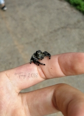 Hyllus diardi