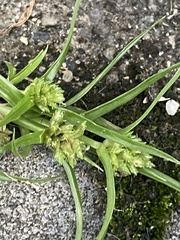 Cyperus nipponicus