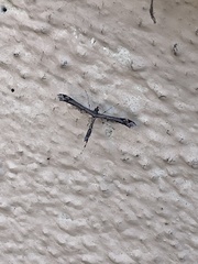 Anstenoptilia