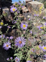 Symphyotrichum oblongifolium