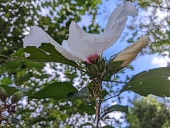 Hibiscus syriacus