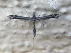Anstenoptilia
