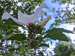 Hibiscus syriacus