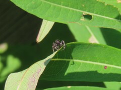 Eris militaris